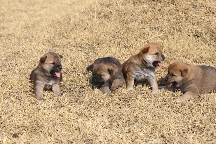 VeganJungHwa's tweet photo. #진돗개 #AnimalRights #GoVegans 💚🐾✌🐶🐈💚🐕🇬️🇴️💚🇻️🇪️🇬️🇦️🇳️🇸️🌏🐾✌💚🐈💚 #CrueltyFree http://t.co/MzWrzHmS4r