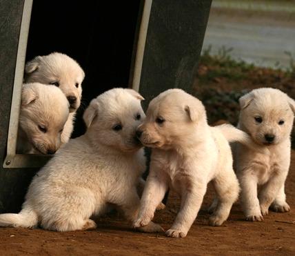 VeganJungHwa's tweet photo. #진돗개 #AnimalRights #GoVegans 💚🐾✌🐶🐈💚🐕🇬️🇴️💚🇻️🇪️🇬️🇦️🇳️🇸️🌏🐾✌💚🐈💚 #CrueltyFree http://t.co/MzWrzHmS4r