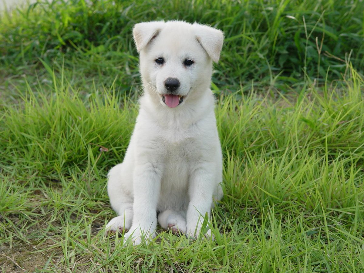 VeganJungHwa's tweet photo. #진돗개 #AnimalRights #GoVegans 💚🐾✌🐶🐈💚🐕🇬️🇴️💚🇻️🇪️🇬️🇦️🇳️🇸️🌏🐾✌💚🐈💚 #CrueltyFree http://t.co/MzWrzHmS4r