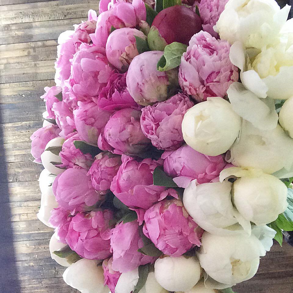 🌿Сезон пионов открыт! 📞+79162154047