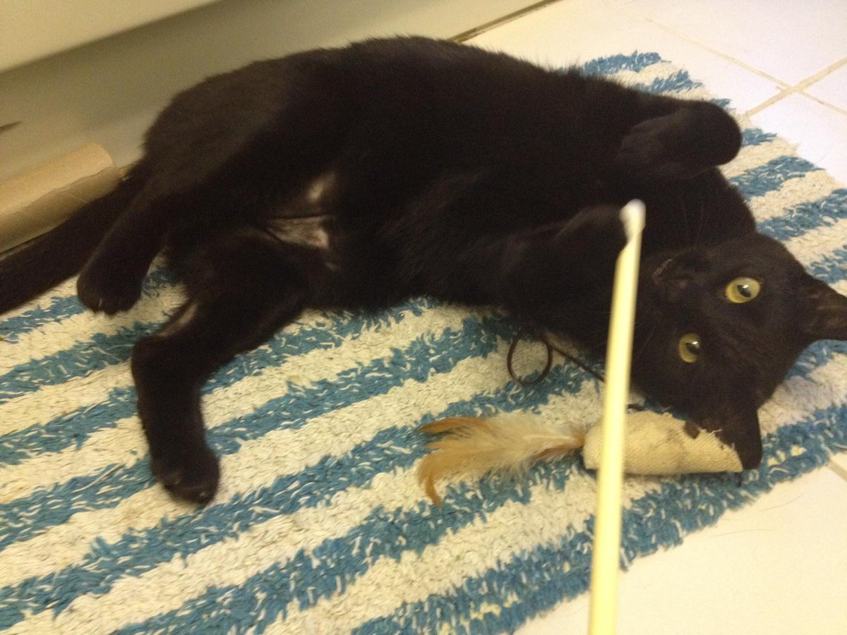 LincolnCats's tweet photo. Considering a new pet? We have the lovely cat Simba - she would be the perfect addition to any family. Get in touch http://t.co/NyXTJfvduT