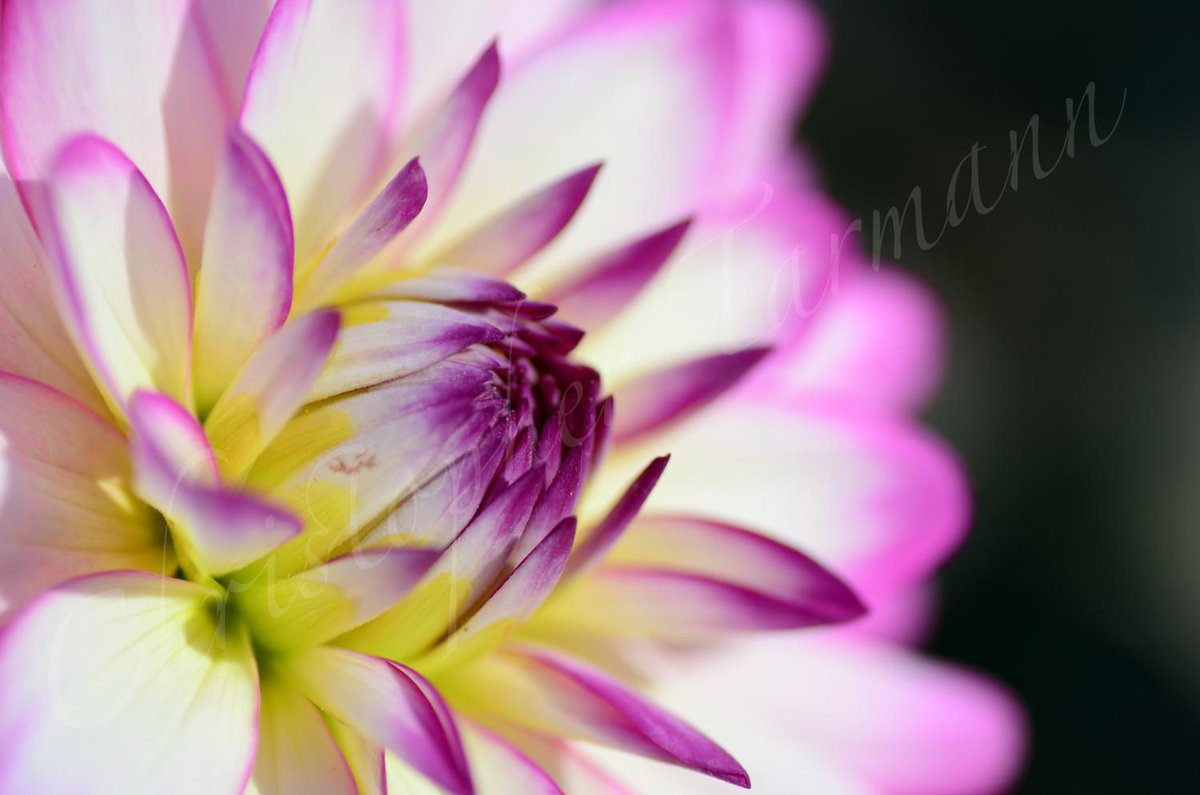 ShutterPaint's tweet photo. Spring is worth a shutter capture each moment you have the opportunity. http://t.co/yl0dyPBFfP