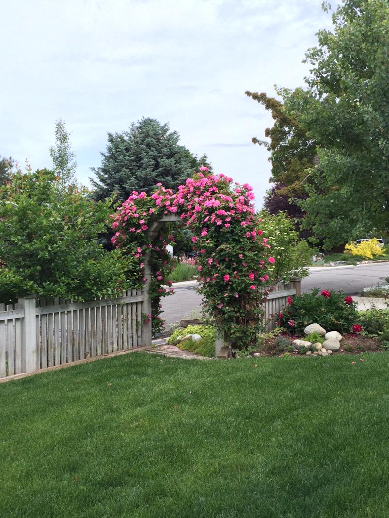 baileybowthorpe's tweet photo. My mom's garden right now... 😍 http://t.co/z7ToaU1HQ6