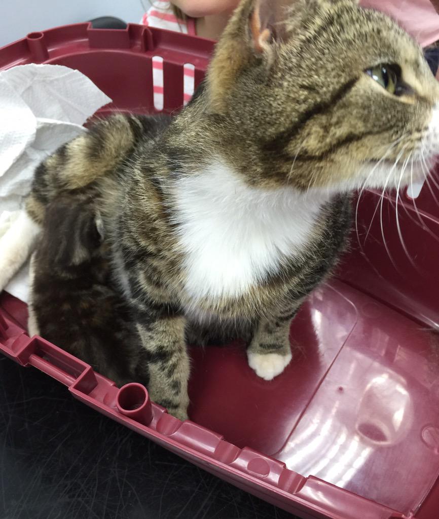 Vets4PetsAltrin's tweet photo. 2 week old #kittens recently came in to the #surgery with their #doting #mother - all three were an absolute delight. http://t.co/yNRxJCPPNT