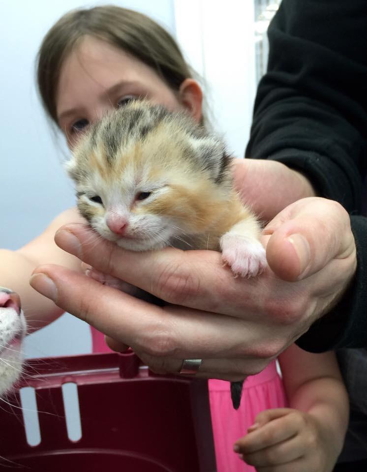 Vets4PetsAltrin's tweet photo. 2 week old #kittens recently came in to the #surgery with their #doting #mother - all three were an absolute delight. http://t.co/yNRxJCPPNT