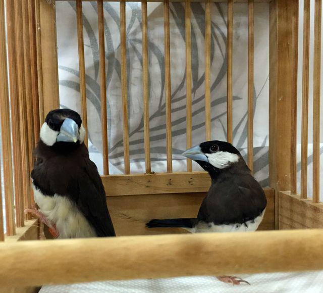 チモール文鳥 Meaning In Japanese - Mazii