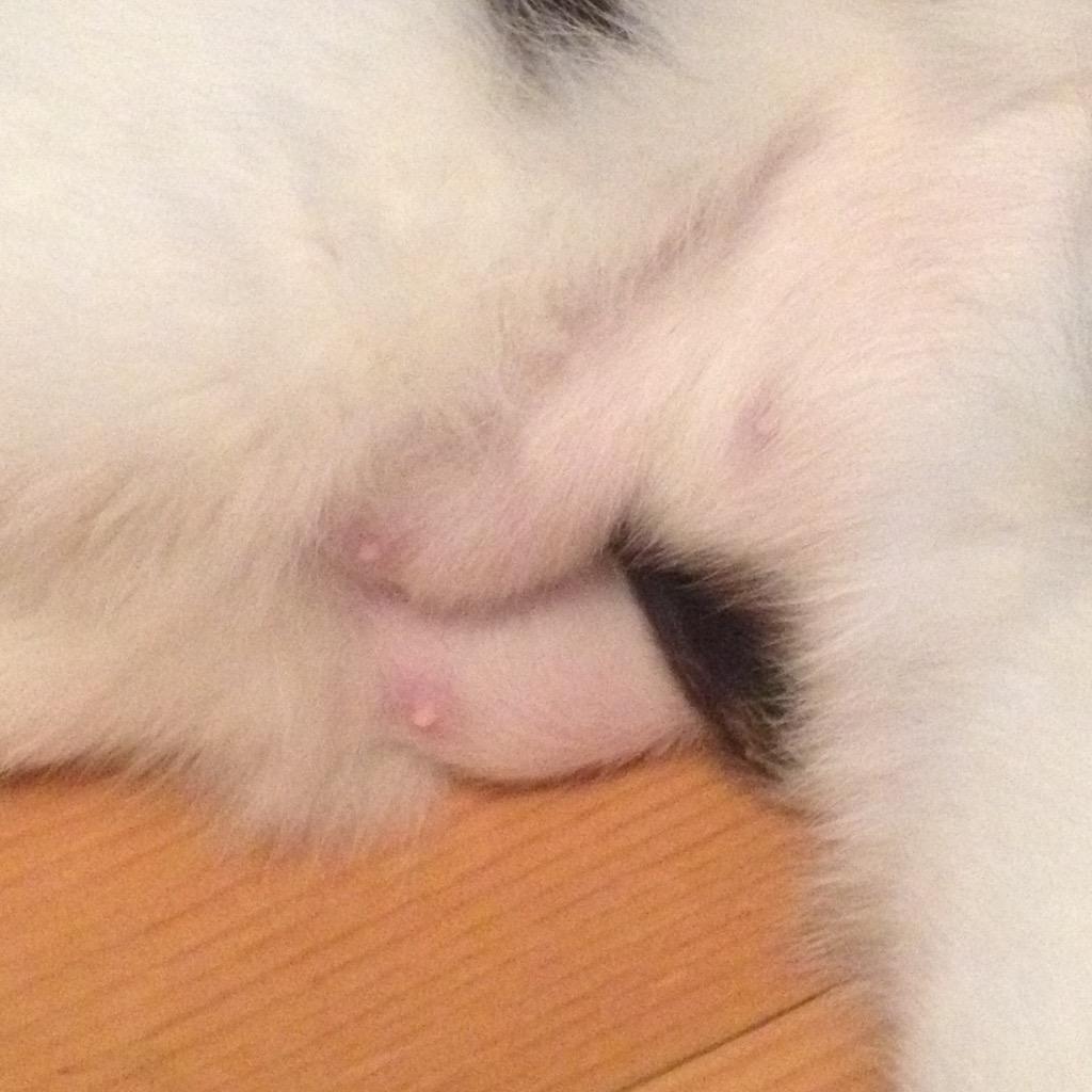 dorasparklebear's tweet photo. Think I need a visit to @VictoriasSecret 😳 #jellybellyfriday #needabra http://t.co/LVh9Kh1IiL