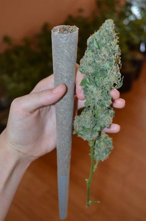 lamarihuana's tweet photo. La hora del poderoso del día.... Mirad esto si es un buen porro.
¿Quién mas se los hace así? http://t.co/G2vidVQvdb