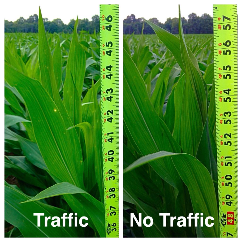 MStateCorn's tweet photo. Compaction from tire traffic on wet soil apparent in #corn across the Delta. #mscrops #MSUext http://t.co/2gMxN1r2Zm