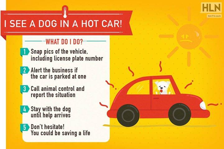 HLNTV's tweet photo. It's getting hot out there! Here's what you should do if you spot a dog in a hot car: http://t.co/KkL0wdKyON http://t.co/n3OgsQpXKW