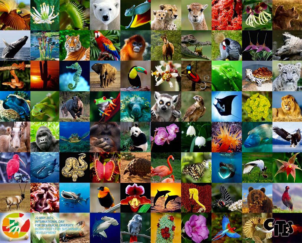 #BiodiversityDay 🌍 Desde 1970 perdimos 52% de #Biodiversidad y nuestro futuro depende de ella ¡CUIDÉMOSLA! 🆘 #IBD2015