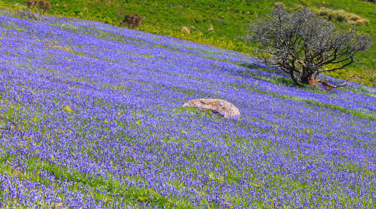 MoreDudley's tweet photo. #Dartmoor Blues
on #HolwellTor and Lawn yesterday.
@VisitDartmoor @dartmoornpa @dartmoormag http://t.co/egeyVVRYke
