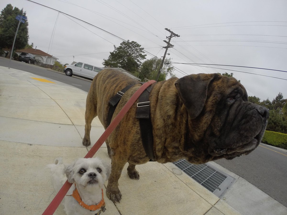 GoProCharlie1's tweet photo. @coconut_cam #coconutcam #shihtzu #englishmastiff #bayarea #bayareadogs #bayareadogvideos #gorpodogvideos #quirkeley http://t.co/DrJ6MuLK5C