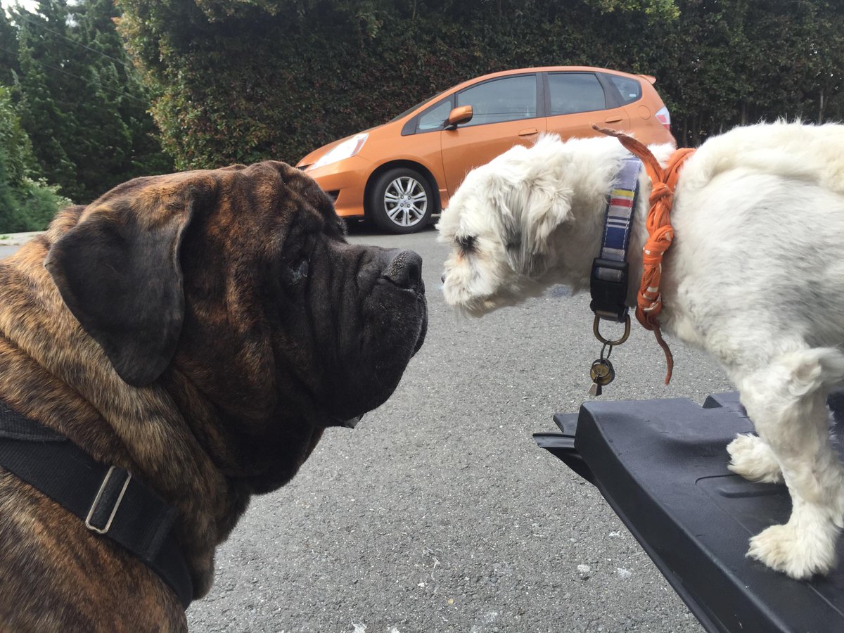 GoProCharlie1's tweet photo. @coconut_cam #coconutcam #shihtzu #englishmastiff #bayarea #bayareadogs #bayareadogvideos #gorpodogvideos #quirkeley http://t.co/DrJ6MuLK5C