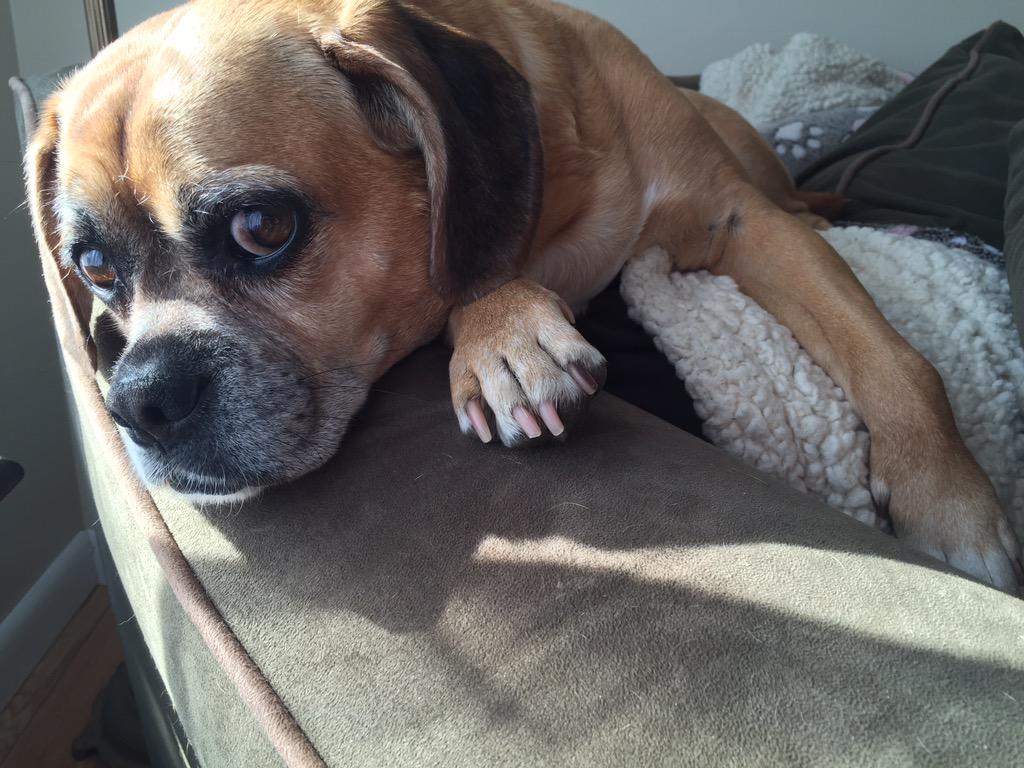 HappyPuggle's tweet photo. @PugNamedFinn @lilaubiegirl me too!!!!!!!!! http://t.co/XDk6zuloSj