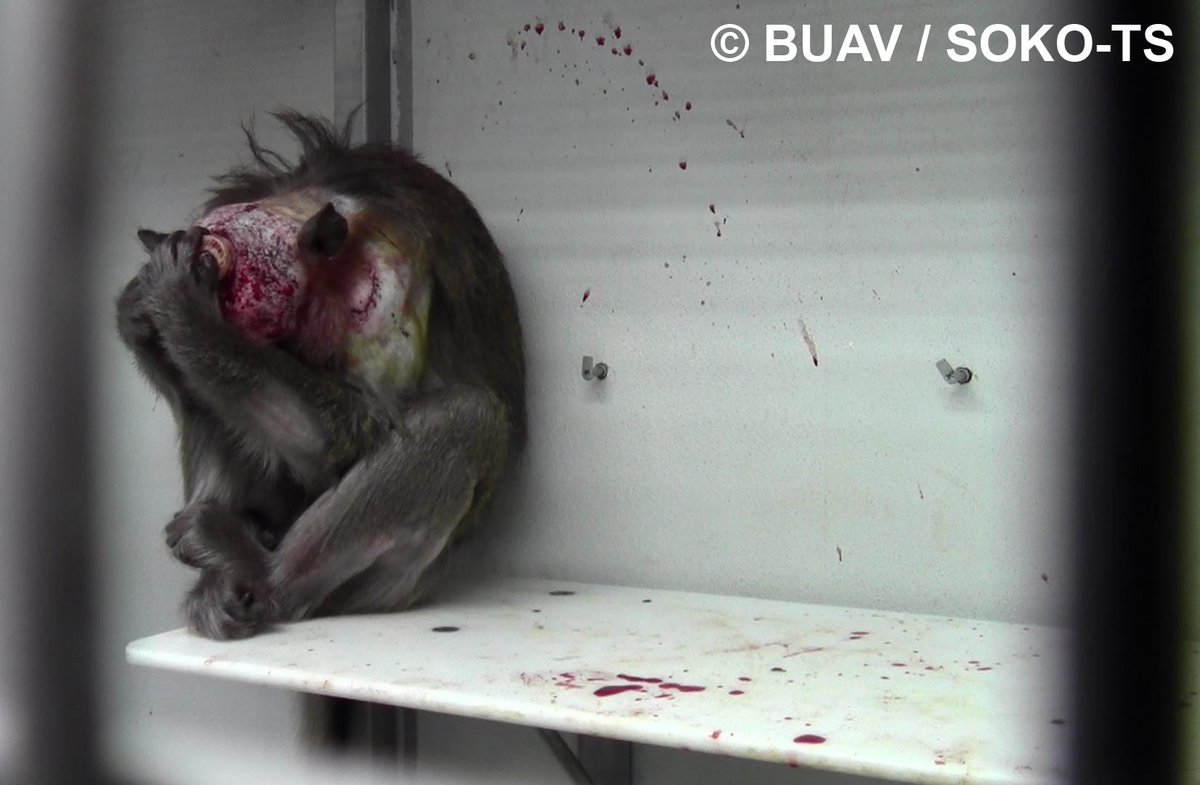 SaveOurMonkeys's tweet image. Now is the time for #Mauritius to take a stand against this #cruelty. If you agree please #share this post.