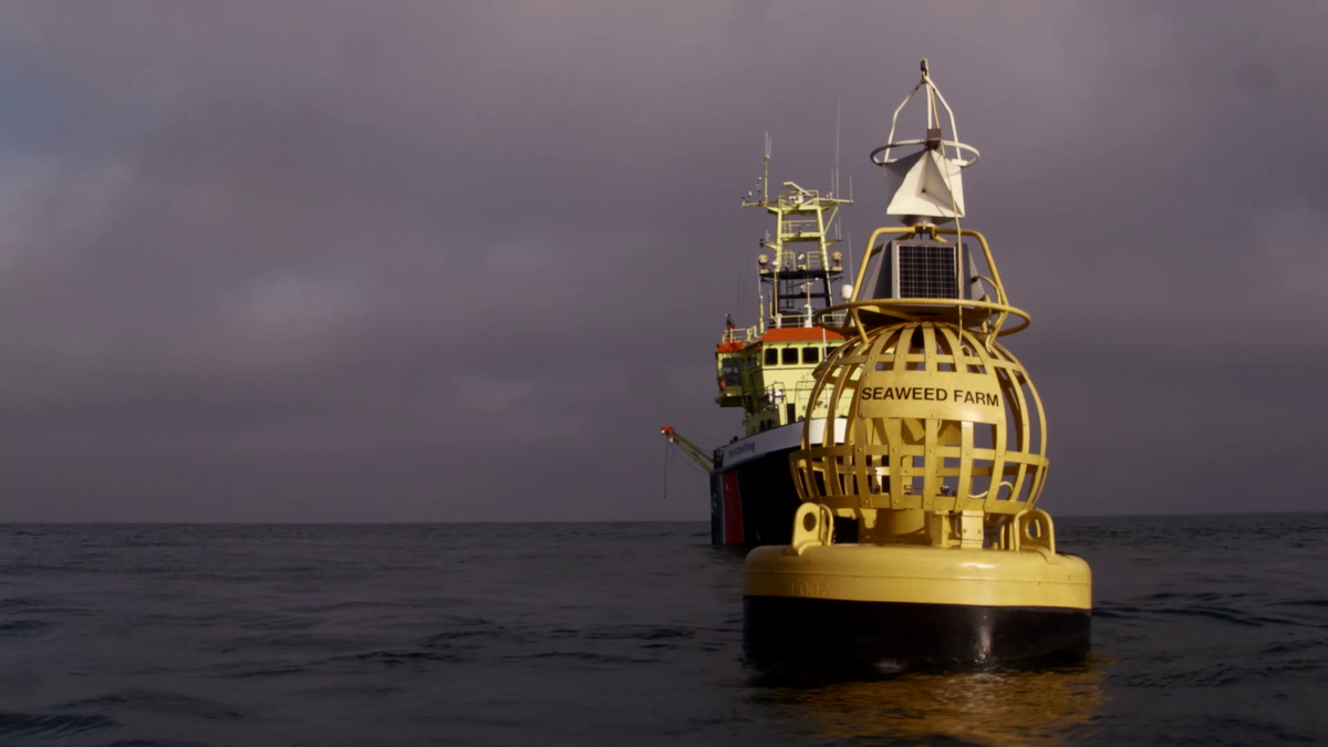 NorthSeaFarmers's tweet photo. Nog 2 weken: Eerste oogst #zeewier van onze boerderij op de Nederlandse Noordzee! #Vers #Duurzaam #Lekker #lokaal http://t.co/yNN8i5Bpoa