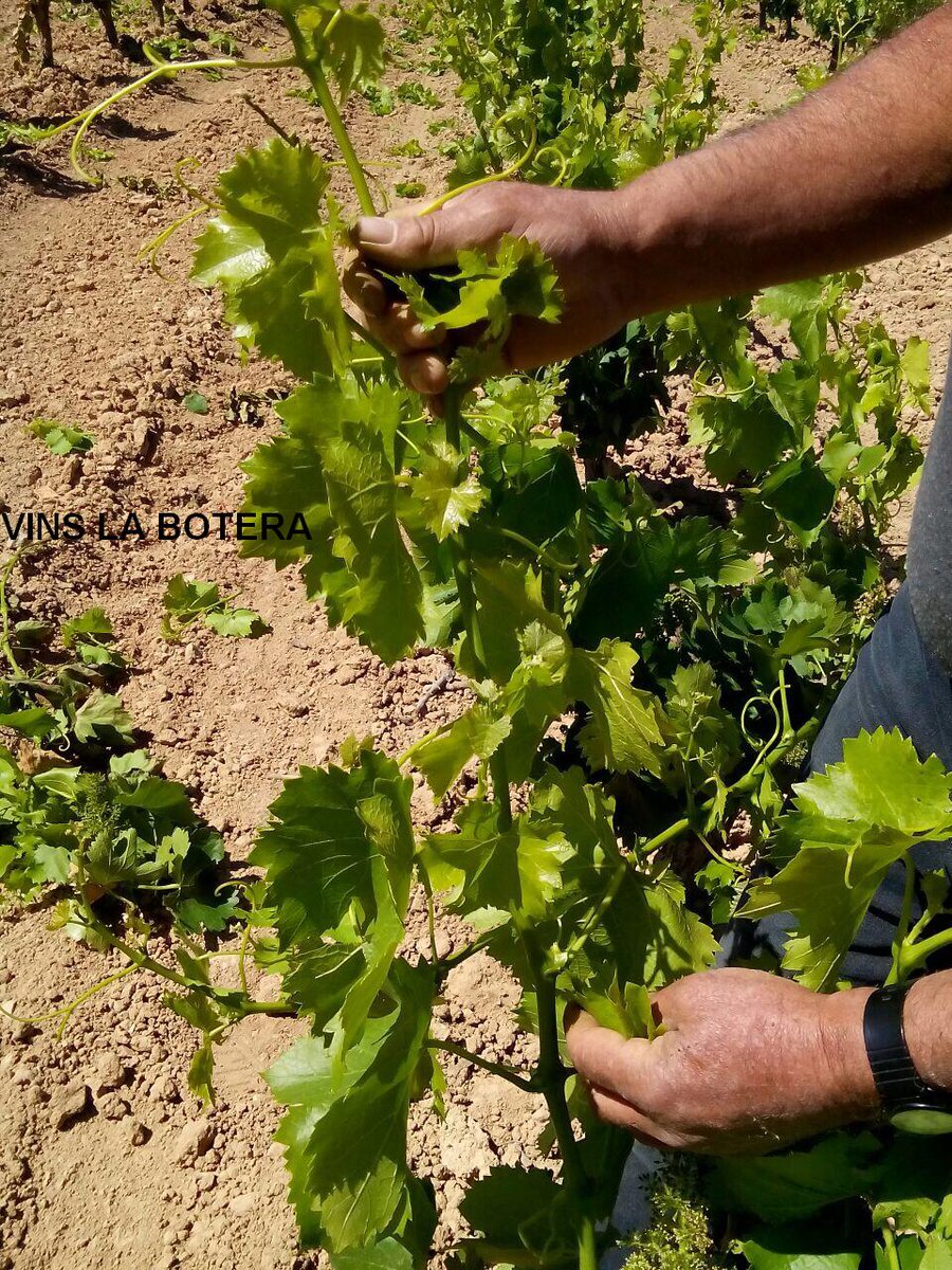 cellerlabotera's tweet photo. Les nostres vinyes estan florint, temps de poda en verd #greenpruning #spring #garnatxablanca #DOterraalta #asperons http://t.co/GMBw4jF4UY