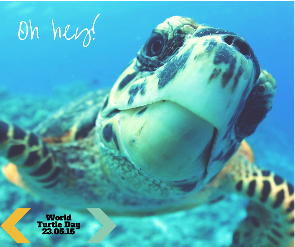 humbird_travel's tweet photo. #Maldives has worked hard to protect turtles since June 1995. Tomorrow is #WorldTurtleDay. Lets keep it up http://t.co/jLvDuR1lgb