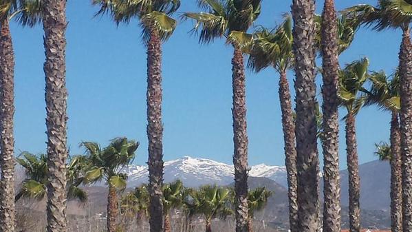 _Paisajes_'s tweet photo. Sierra Nevada tras las palmeras de la playa de Motril. http://t.co/HqOFzVhXaP