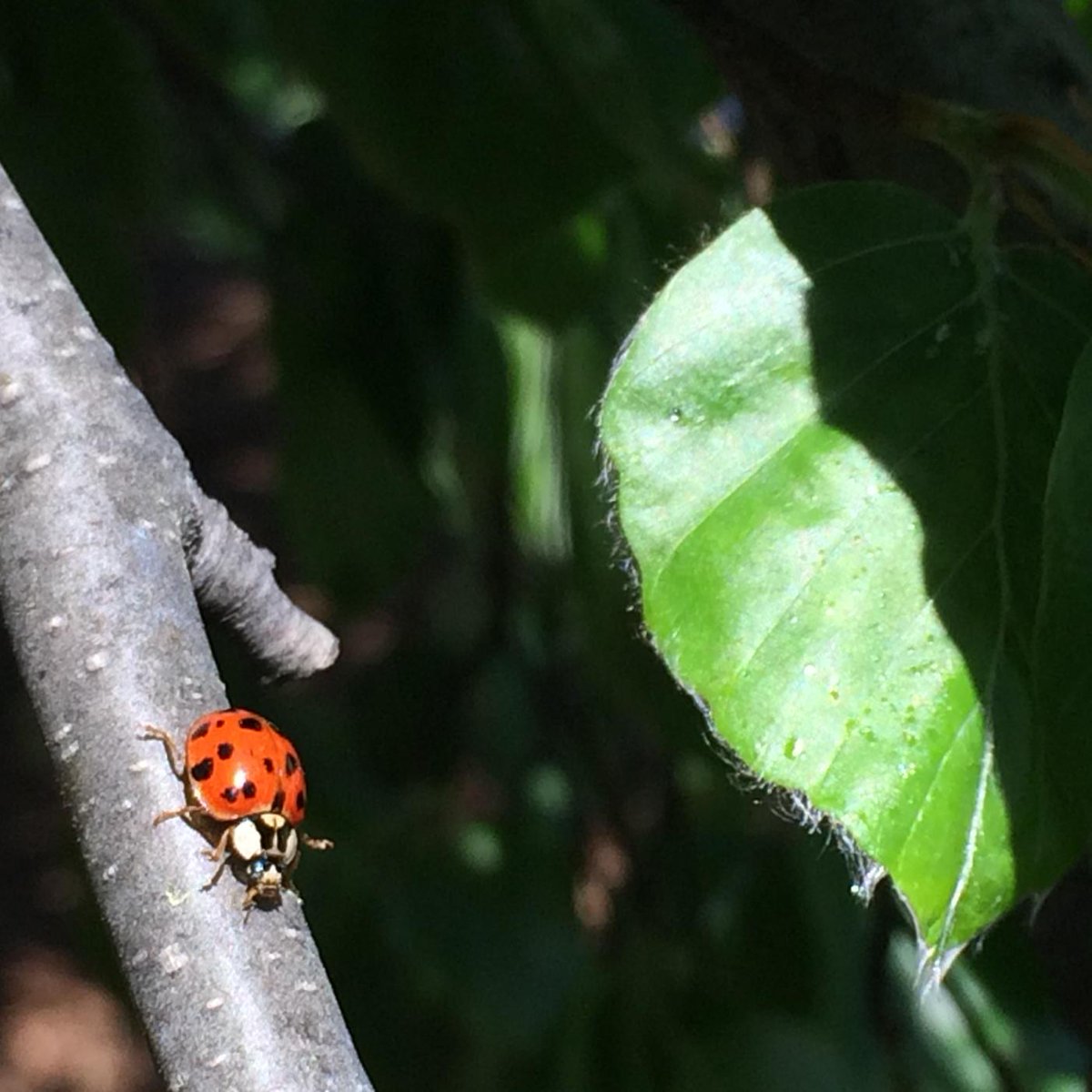 TerriStoff's tweet photo. Collecting ladybeetles for the Lost Ladybug Project @ Cornell. @NESchoolIthaca http://t.co/oxHIDswumS