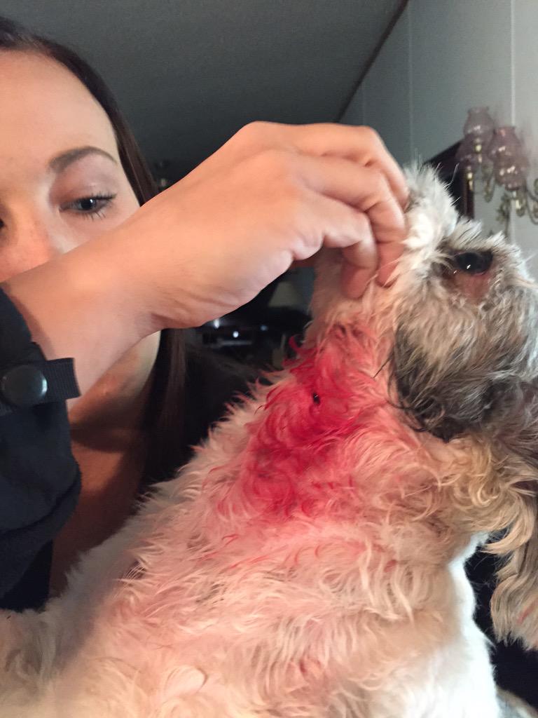 MakaylaPartin's tweet photo. Please pray for my baby. A Pitbull attacked him today http://t.co/2ry2Em6iZL