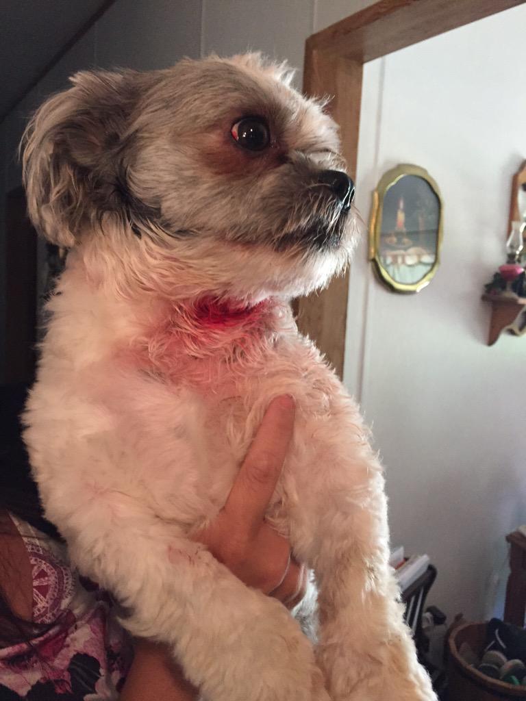 MakaylaPartin's tweet photo. Please pray for my baby. A Pitbull attacked him today http://t.co/2ry2Em6iZL