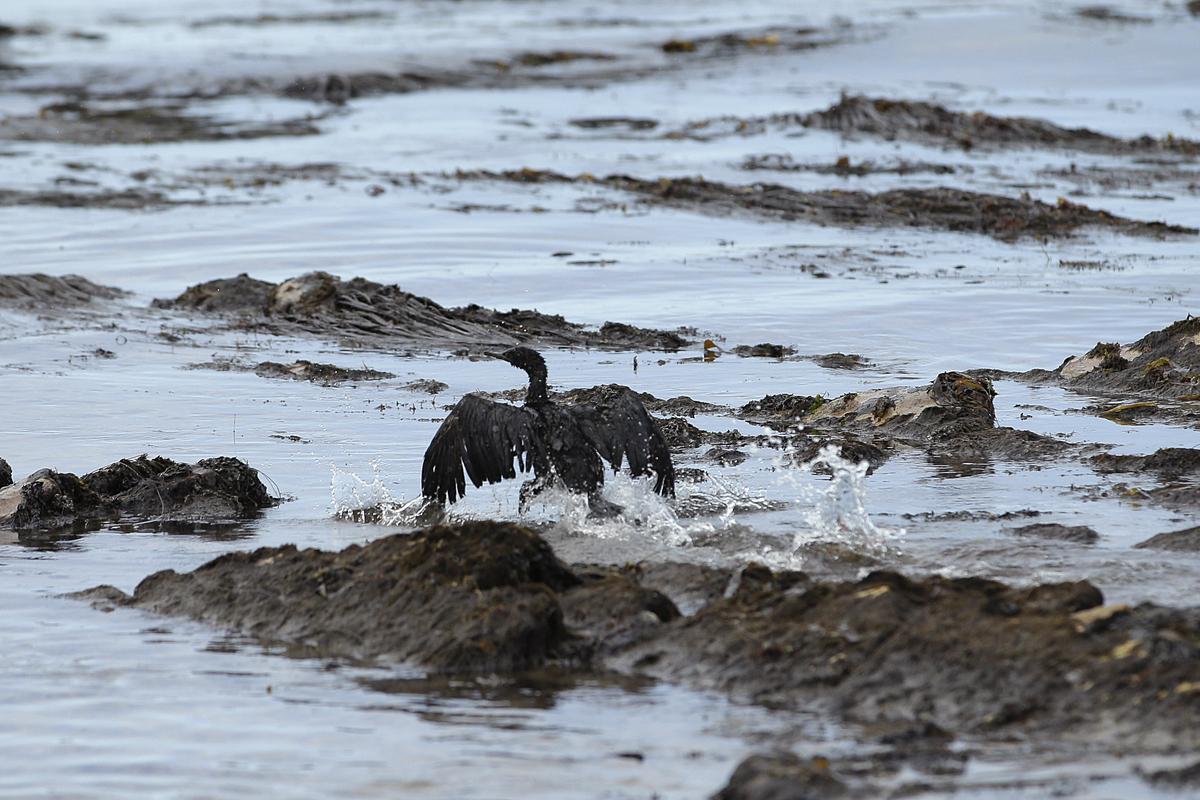 HuffPostUK's tweet photo. Californian oil spill turns coastline into a graveyard for wildlife - http://t.co/y7LiQqYlre #SantaBarbaraOilSpill http://t.co/N33bKz9ksF
