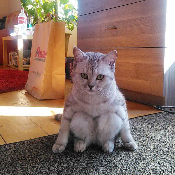 9GAG's tweet photo. Have you seen a cat that sits like me? http://t.co/yY76dt9HhM