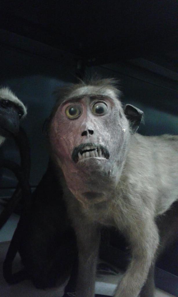 curataceae's tweet photo. Aghast monkey #natsca2015 http://t.co/LeCe01NhM6