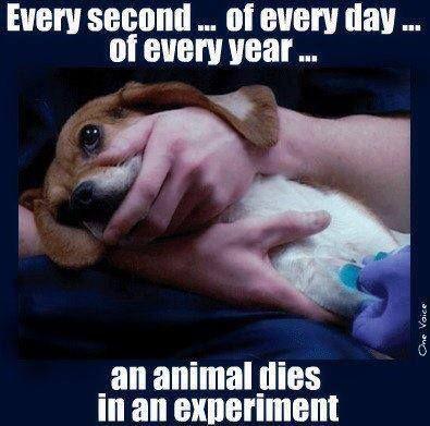 "Cada segundo...de cada día...de cada año... Muere un animal usado en un experimento." #NoAlMaltratoAnimal #beagle