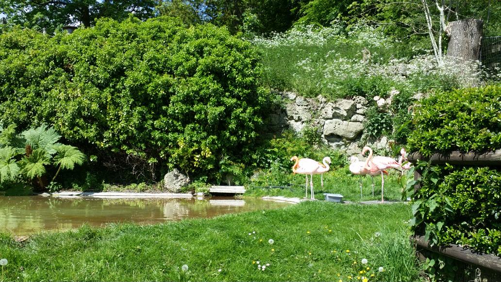 Fun at Dudley Zoo!  #work #funtimes