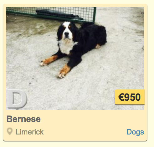 done deal bernese mountain dog