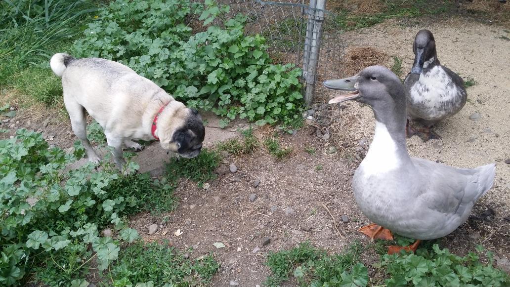 chiliconholly's tweet photo. Three of my crew members this morning, #writeacaption #pugs #ducks #cute #funny #iammowingthisweekend #clover http://t.co/PIboZRr3r2