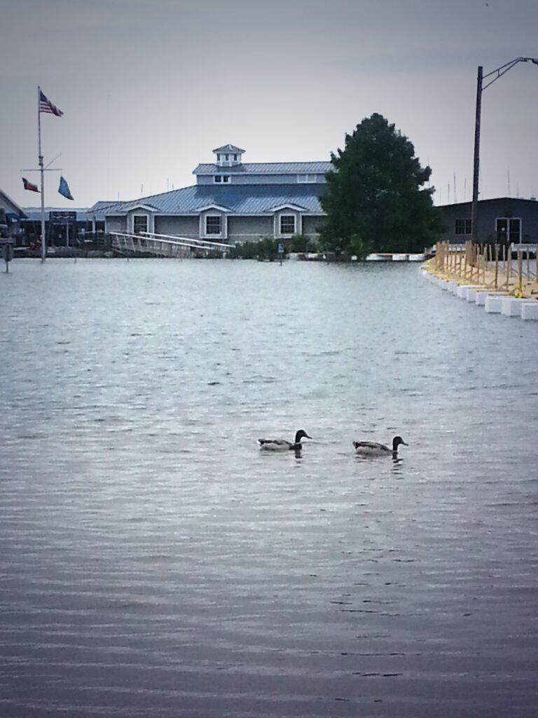 fallakaren's tweet photo. Ahora nadan patos en el estacionamiento de Lynn Creek Marina en el lago #JoePool tras desborde @UnivisionDallas http://t.co/nzUwO7KzyW
