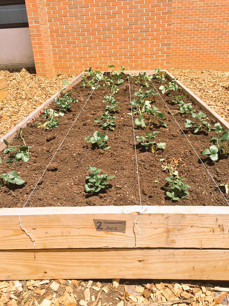 LVandeborne's tweet photo. We have collected so many worms 4 our gardens and look at how awesome r kids did planting! @WholeKidsFnd #werprexies http://t.co/uocU3eNK0s