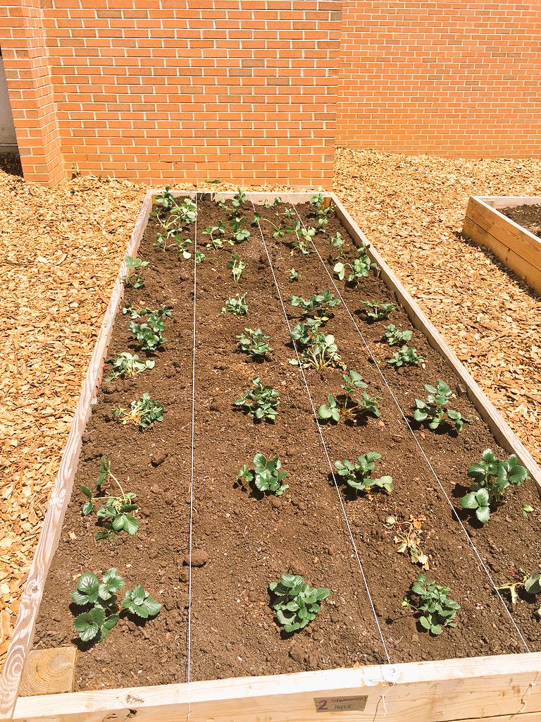 LVandeborne's tweet photo. We have collected so many worms 4 our gardens and look at how awesome r kids did planting! @WholeKidsFnd #werprexies http://t.co/uocU3eNK0s