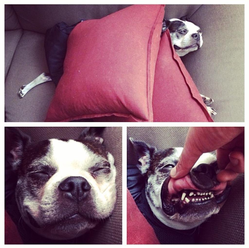 curtislepore's tweet photo. RT IF U AGREE - BUSTERBEANS IS THE CUTEST EVERRRR!!!!! 😍😍😍 http://t.co/7m7Gdf5P5O