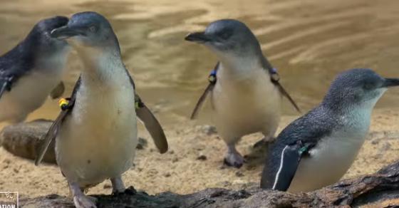 Cheezburger's tweet photo. #DailySquee: New York City is now home to a bunch of tiny blue "fairy" penguins. http://t.co/iFqsGHcJ2K http://t.co/w7SUtAAlNK