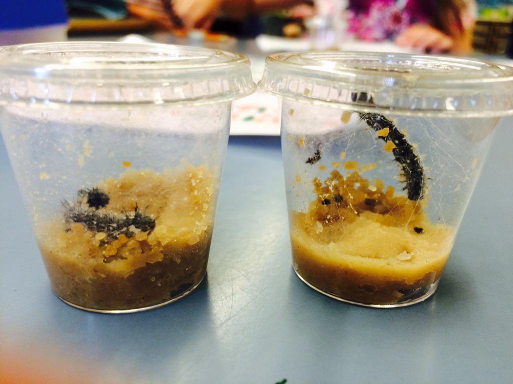 MtnKids4's tweet photo. We are observing our caterpillars! http://t.co/OLgYqX2hht