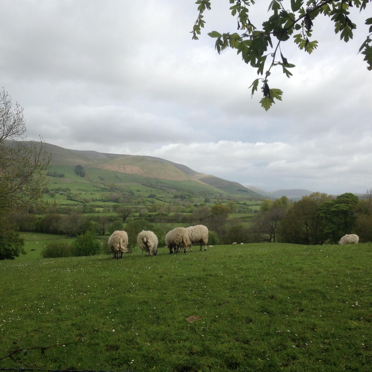 SedberghSheep's tweet photo. too busy eating, sheep country Frostrow Fells @visitsedbergh @hiddenhowgills http://t.co/BWANglD5la