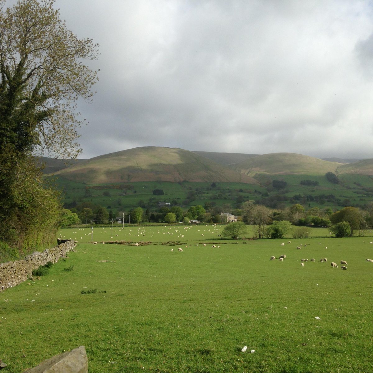 SedberghSheep's tweet photo. too busy eating, sheep country Frostrow Fells @visitsedbergh @hiddenhowgills http://t.co/BWANglD5la
