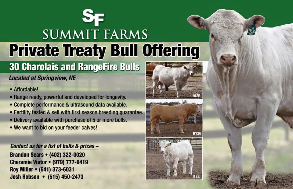 mandyksu's tweet photo. Looking for a Charolais bull. Look no further #charolais #summitfarms #bulls http://t.co/CTJD2rWFtZ