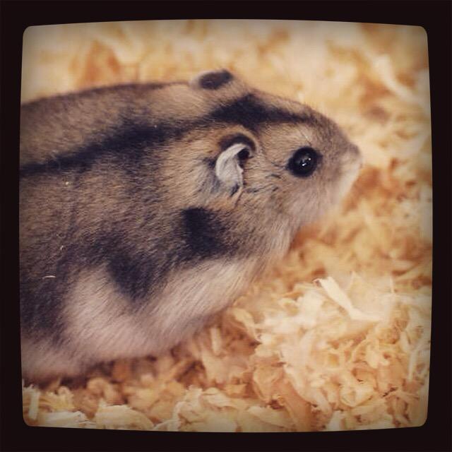 HopeNAC's tweet image. « Il mange un #hamster devant ses élèves » &amp;gt;&amp;gt; bit.ly/1FsZPSi