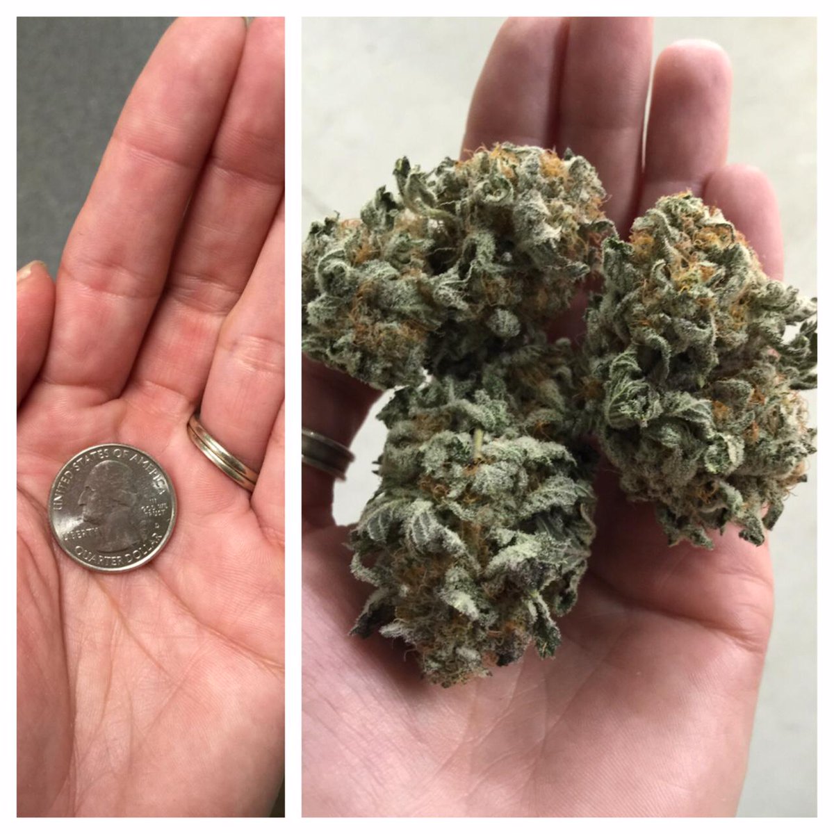 Agrijuana's tweet photo. And they say size doesn't matter...
#bigbuds #huge #legalweed #washingtonweed #blackberrykush http://t.co/HWTfySdGfm