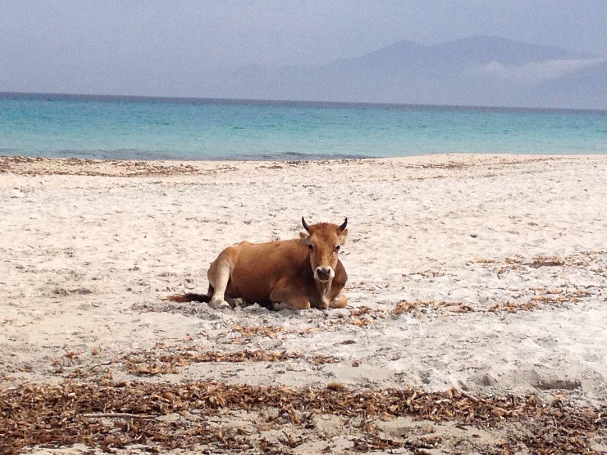Plage Ludo Corse Vache Plage Ludo Corse Insolite Vache
