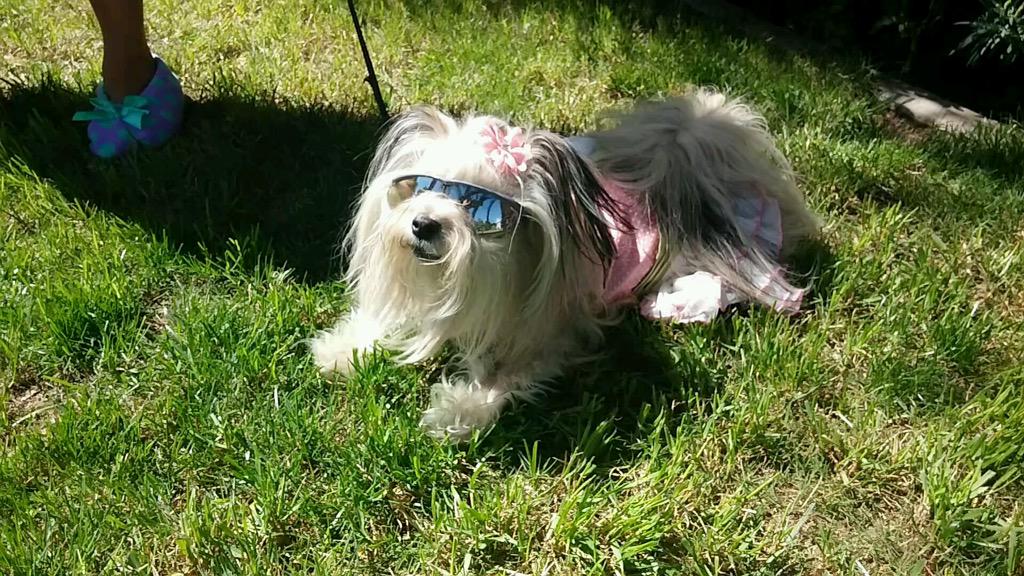 CRoyalDiamonds's tweet photo. @DICKS #WhereDoYouGoPro 
outside having the adventure making memories with my dog. http://t.co/hXdKQ0Lerq