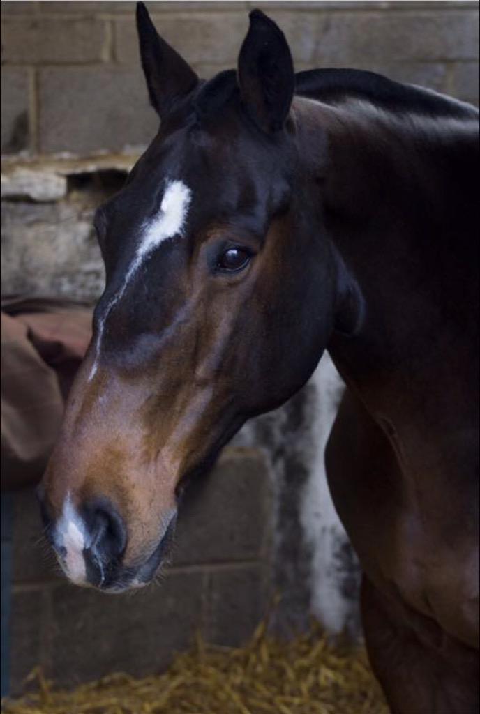 Sami_Churchill's tweet photo. Josh is still missing. Stolen from #Sherston #Wiltshire. He is missed so much, I wouldn't wish this on anyone. http://t.co/kSjiUUJAvg
