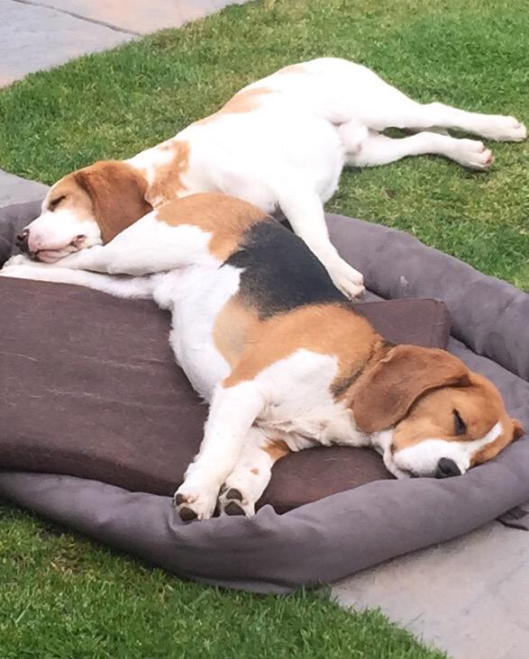 Sorry we have been away for so long fans we just so busy these days as you can see! #beagles #dogslife