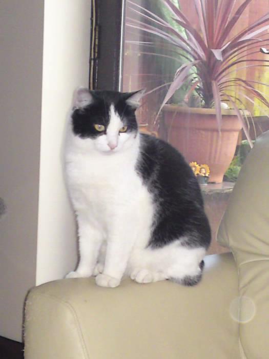 TrackingCats's tweet photo. #Missing black and white #cat from Middleton, Milton Keynes, UK. https://t.co/XOlOFVfo2O Plz RT